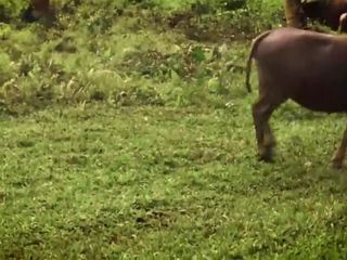 Interrupted által egy buffalo? erős mélytorok -val elélvezés -ban száj - leolulu