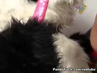 Horny Panda stuffs pink dildo in tight teen