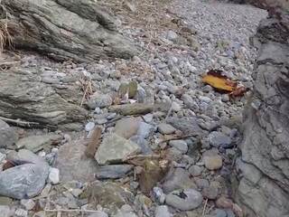 Pikap pada yang pantai ended dengan yang pesta seks berkumpulan dalam yang awam tempat